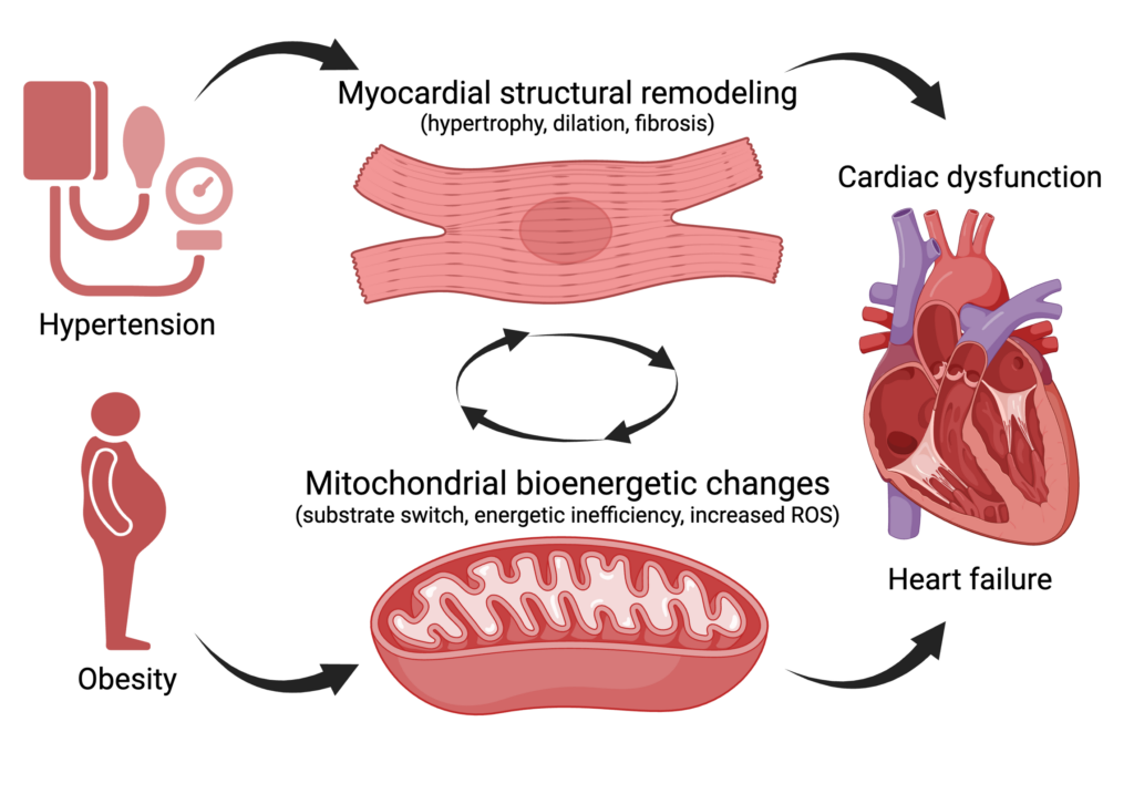 Foci of UCP1-positive adipocytes (red) in the inguinal adipose tissue of mice exposed to cold